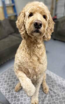 Rescue Goldendoodle Dogs for Adoption in Colorado Springs, Colorado - Ellie | PetCurious