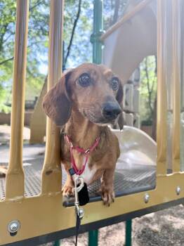 Rayne -  Dachshund Dog for Adoption in Fairfax, Virginia - Rayne | PetCurious