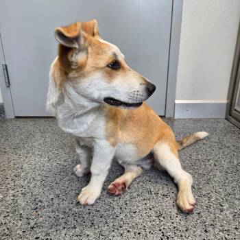 Maple -  Cardigan Welsh Corgi and Shepherd Dog for Adoption in North Battleford, Saskatchewan - Maple | PetCurious