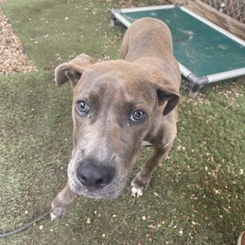Duke of Doritos -  Cane Corso and Mixed Breed Dog for Adoption in Austin, Texas - Duke Of Doritos | PetCurious