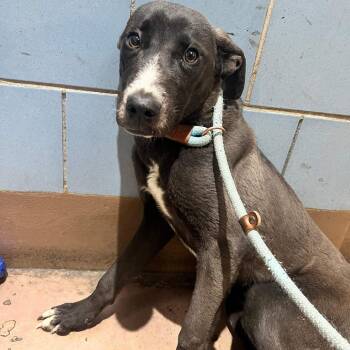 Jada -  Black Labrador Retriever and Mixed Breed Dog for Adoption in Northbrook, Illinois - Jada | PetCurious