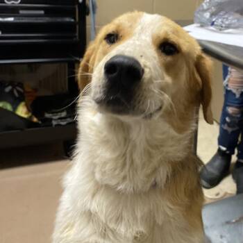 Hound and Shepherd Dogs Available for Adoption in Jacksboro, Tennessee - Dexter | PetCurious