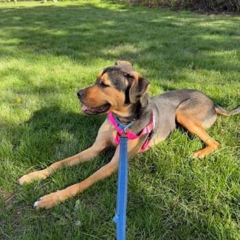 Khloe -  Rottweiler and Terrier Dog for Adoption in South Elgin, Illinois - Khloe | PetCurious
