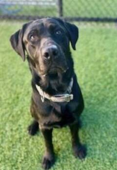 Rescue Labrador Retriever and Mixed Breed Dogs for Adoption in Carrollton, Texas - Buck | PetCurious