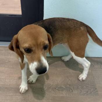 Kyoto 4291 -  Beagle Dog for Adoption in Loxahatchee Groves, Florida - Kyoto 4291 | PetCurious