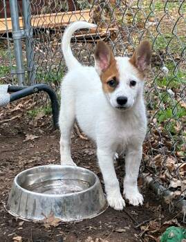 Fox Terrier Dogs Available for Adoption in Hayward, Wisconsin - Ruby | PetCurious