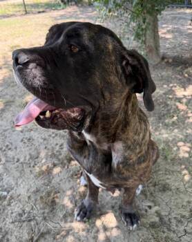 Nala -  Mastiff Dog for Adoption in Farmersville, Texas - Nala | PetCurious