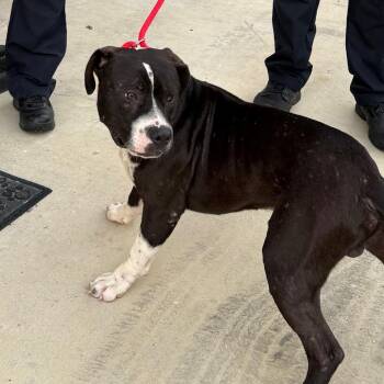 domino -  Pit Bull Terrier Dog for Adoption in Portland, Texas - Domino | PetCurious