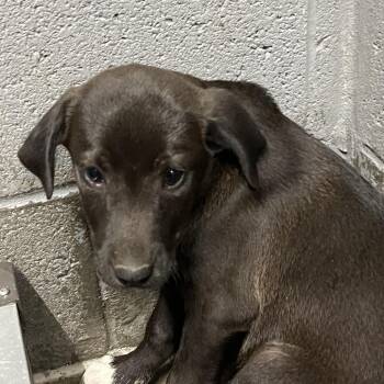 Fudge -  Mixed Breed Dog for Adoption in Corbin, Kentucky - Fudge | PetCurious