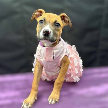 Rescue Boxer and Labrador Retriever Dogs for Adoption in Silver Spring, Maryland - Malibu | PetCurious