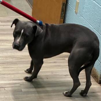 Terrier Dogs Available for Adoption - Harlan Miller | PetCurious