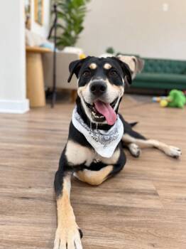 Buddy Good Day Guy -  Chocolate Labrador Retriever and Rottweiler Dog for Adoption in Friendswood, Texas - Buddy Good Day Guy | PetCurious