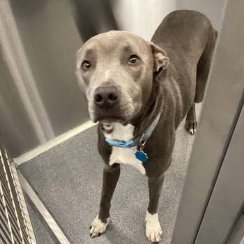 Oliver -  Terrier and Mixed Breed Dog for Adoption in Montgomery, Alabama - Oliver | PetCurious