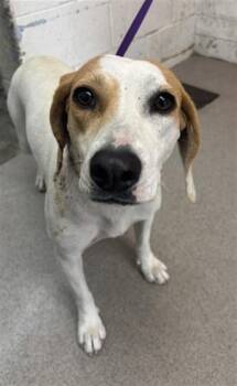 SAVANNAH -  Beagle and Mixed Breed Dog for Adoption in San Bernardino, California - SAVANNAH | PetCurious