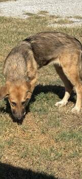 Rescue German Shepherd Dog and Border Collie Dogs for Adoption in Haslet, Texas - Ally | PetCurious