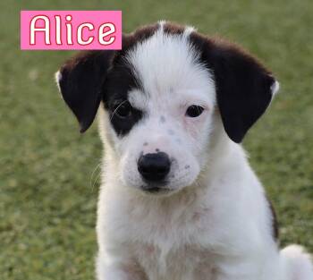 Alice -  Dalmatian Dog for Adoption in Southlake, Texas - Alice | PetCurious