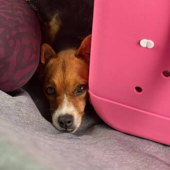 Nutmeg -  Beagle and Mixed Breed Dog for Adoption in Helena, Alabama - Nutmeg | PetCurious