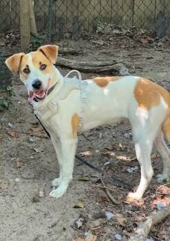 Rescue Labrador Retriever Dogs for Adoption in Farmingville, New York - Toby | PetCurious