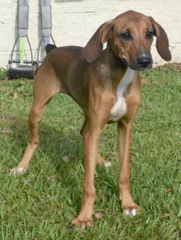 Nelly Bean -  Hound and Mixed Breed Dog for Adoption in Kingsland, Georgia - Nelly Bean | PetCurious