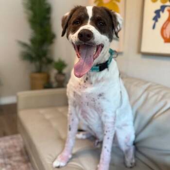Bandit Sweet Bear -  Pit Bull Terrier and Poodle Dog for Adoption in Friendswood, Texas - Bandit Sweet Bear | PetCurious