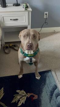 Rescue Pit Bull Terrier and American Bully Dogs for Adoption in Riverside, California - Cash | PetCurious