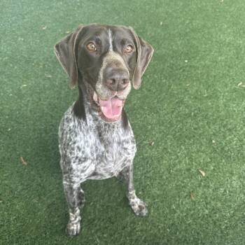 Vinta -  German Shorthaired Pointer Dog for Adoption in Newnan, Georgia - Vinta | PetCurious