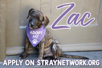 Zac -  Labrador Retriever and Plott Hound Dog for Adoption in Hatfield, Pennsylvania - Zac | PetCurious