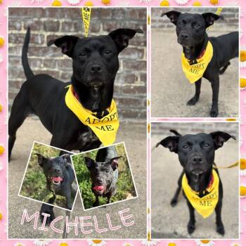 Rescue Terrier Dogs for Adoption in Fort Smith, Arkansas - Michelle | PetCurious