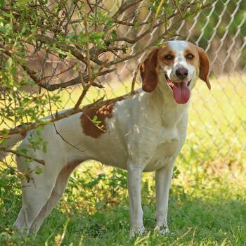 Beagle Dogs Available for Adoption - Bunny | PetCurious