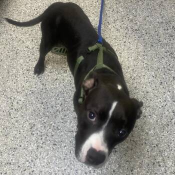 Shawty -  Boxer and Mixed Breed Dog for Adoption in Hattiesburg, Mississippi - Shawty | PetCurious