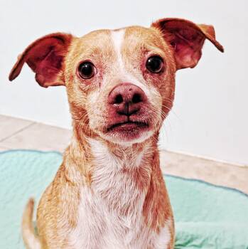Blu -  Chihuahua and Jack Russell Terrier Dog for Adoption in Eustis, Florida - Blu | PetCurious