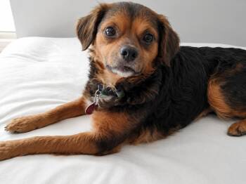 Chihuahua Dogs Available for Adoption in Nashville, Tennessee - Tammy | PetCurious