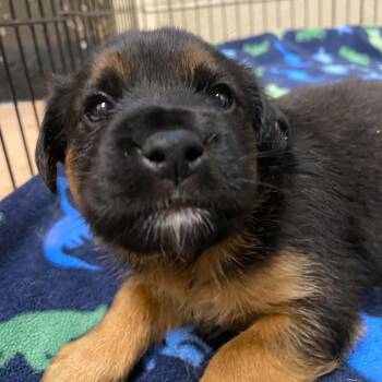 Glacier -  Shepherd and Mixed Breed Dog for Adoption in Jacksboro, Tennessee - Glacier | PetCurious