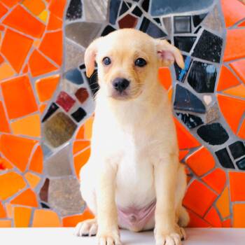 Naan -  Beagle and Labrador Retriever Dog for Adoption in San Diego, California - Naan | PetCurious