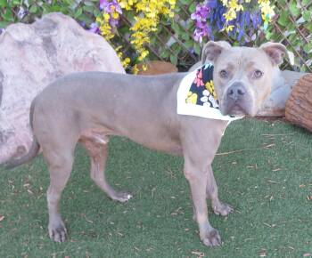Pit Bull Terrier Dogs Available for Adoption - BUSTER 470377 | PetCurious