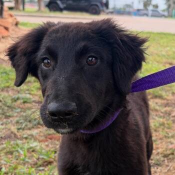 Marley -  Shepherd and Mixed Breed Dog for Adoption in Lake Jackson, Texas - Marley | PetCurious