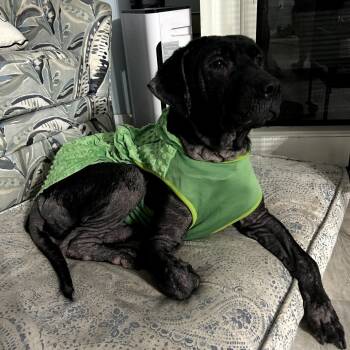 Rescue Black Labrador Retriever and Mixed Breed Dogs for Adoption in North Port, Florida - Gina | PetCurious