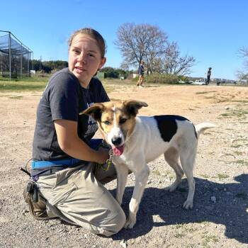 Rangi -  Siberian Husky and Border Collie Dog for Adoption in Austin, Texas - Rangi | PetCurious