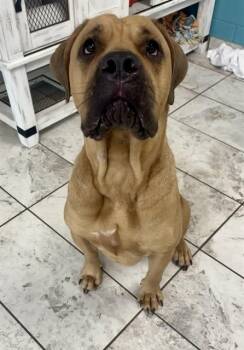 LILY -  Mastiff and Cane Corso Dog for Adoption in Kalamazoo, Michigan - LILY | PetCurious