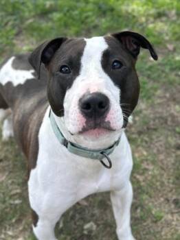 American Staffordshire Terrier and Mixed Breed Dogs Available for Adoption in San Antonio, Texas - Stormy | PetCurious