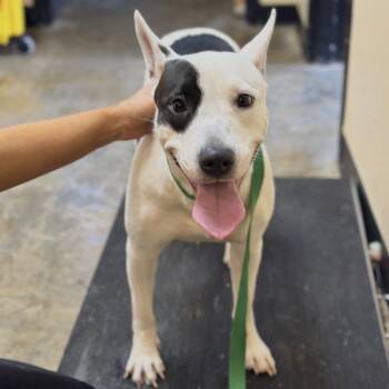 Speckles -  Mixed Breed and Husky Dog for Adoption in Corinth, Mississippi - Speckles | PetCurious