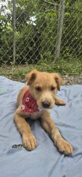Labrador Retriever Dogs Available for Adoption in New York, New York - Beatriz | PetCurious