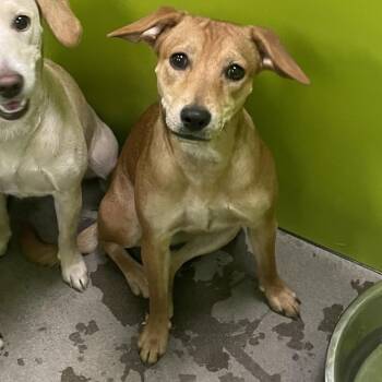 Mavis -  Chihuahua and Pit Bull Terrier Dog for Adoption in Spokane, Washington - Mavis | PetCurious
