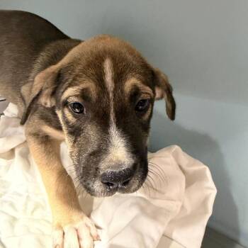 Lime -  Mixed Breed Dog for Adoption in Chattanooga, Tennessee - Lime | PetCurious