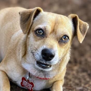 Captain -  Pug and Chihuahua Dog for Adoption in Boerne, Texas - Captain | PetCurious