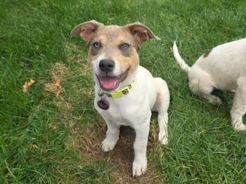 Jack Russell Terrier and Cattle Dog Dogs Available for Adoption in Fort Collins, Colorado - Donny | PetCurious