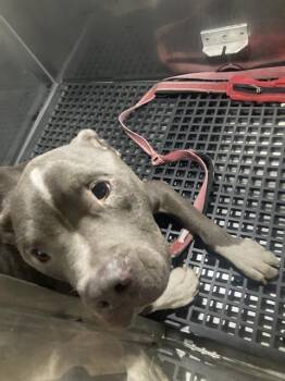 TUCK -  Pit Bull Terrier Dog for Adoption in Dallas, Texas - TUCK | PetCurious