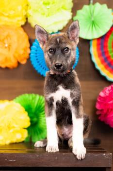806-26 -  Husky Dog for Adoption in Brighton, Colorado - 806-26 | PetCurious