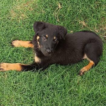 Rottweiler and German Shepherd Dog Dogs Available for Adoption in Kyle, Texas - OPIE | PetCurious