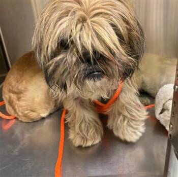 COCO -  Shih Tzu Dog for Adoption in Tustin, California - COCO | PetCurious